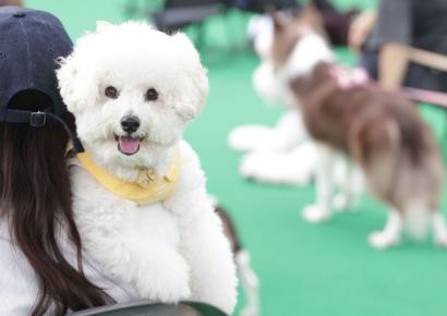 "개모차 타고 공원 산책갈래?"…금쪽같은 '댕냥이' 위해 조용히 이사가는 부자들[부동산AtoZ]
