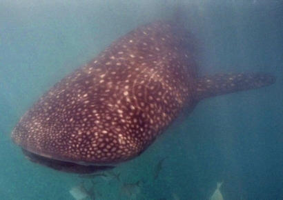 "먹이 때문에 심한 악취"…고래상어 투어 중단한 다이빙 성지 '이 나라' 