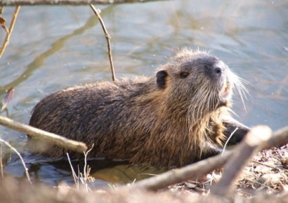 "18억원 아꼈다"…건설 중단 체코 댐, 비버 8마리가 하루 만에 지어