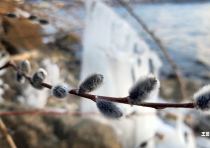 [포토] 한강변에 활짝 핀 버들개지