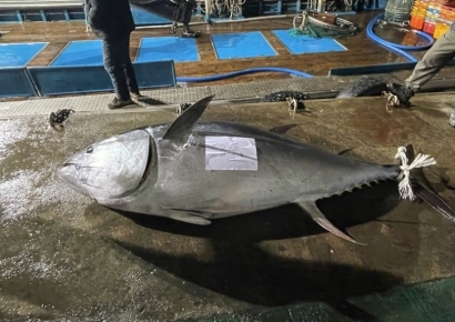 국내서도 잡혀?…314㎏ 초대형 참치 얼마에 팔렸나