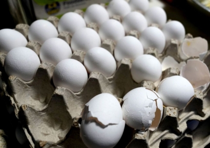 "암탉 빌려드립니다" 극심해진 에그플레이션…계란도둑 극성