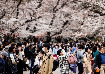 "벚꽃 보려고 일본 여행 예약했는데"…올해만 31번 분화한 화산에 '걱정'