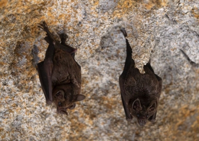 중국서 신종 코로나 발견 "감염력 더 강해져"