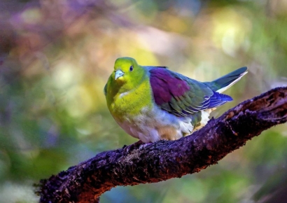 희귀 나그네 새 ‘녹색비둘기’… 울산대공원서 포착