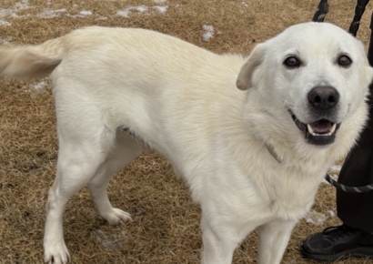 제주항공 참사로 주인 잃은 반려견 '둥이'…새 보금자리 찾아