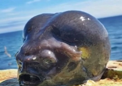 "이건 100% 외계인이다"…어부가 낚은 괴생물 정체에 떠들썩