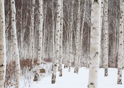 영양군, 눈 그리고 자작나무… 주말 떠나보는 죽파리 자작나무숲
