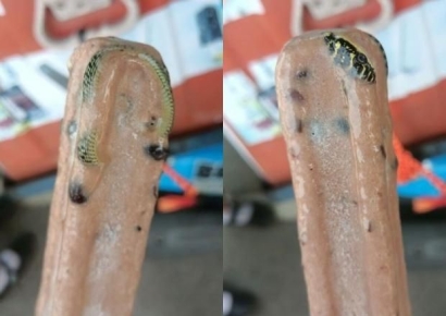 길거리서 산 아이스크림 속에 '뱀' 등장…"소름 끼쳐" 난리난 태국