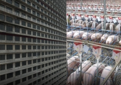 중국과 손잡고 '돼지빌딩' 도입 …"살육 아파트" 동물단체 강력 반발