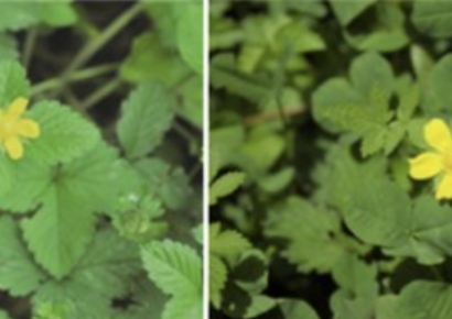 들판에 널린 이 풀…치료제 없는 노로바이러스 최대 97% 억제