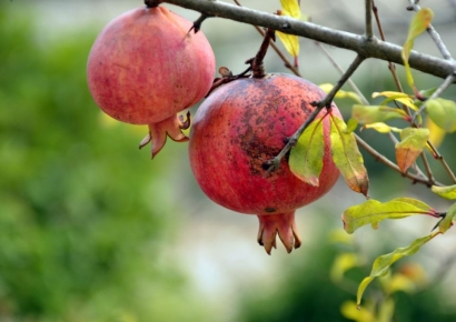 여섯 가지 암 막는 ‘기적의 빨간 과일’…노화 방지·혈당 낮추는 효과도