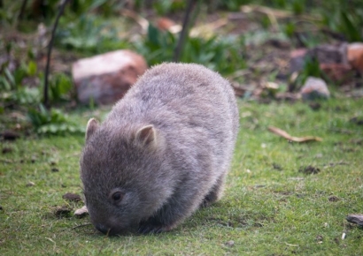 "인증샷이 뭐라고"…'아기 웜뱃' 붙잡은 美 인플루언서에 공분
