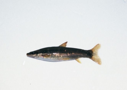 기생충 득실득실…날로 먹었다가 암 걸린다는 '이 물고기'