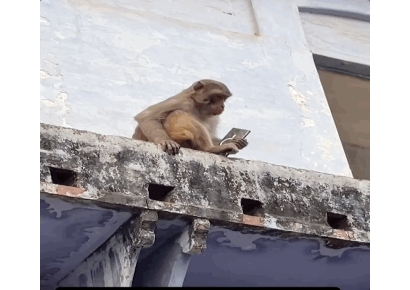 휴대폰 슬쩍하더니 주스 받고 "가져가"…'당근 달인' 인도 원숭이