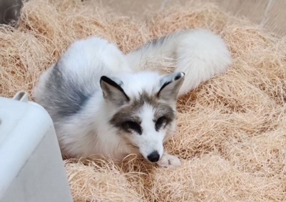 "눈웃음 귀여워"…도심 떠돌던 수컷 여우, 전주동물원 새 식구