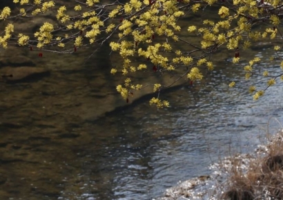 [포토] 산수유 활짝 핀 청계천