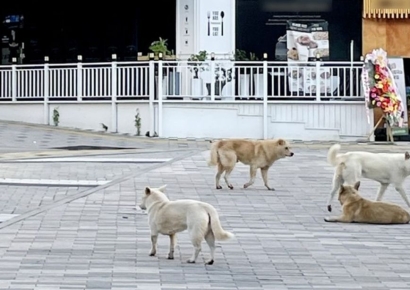사나운 들개들이 단체로 '어슬렁'…"아이들 물리면 어쩌나요" 공포