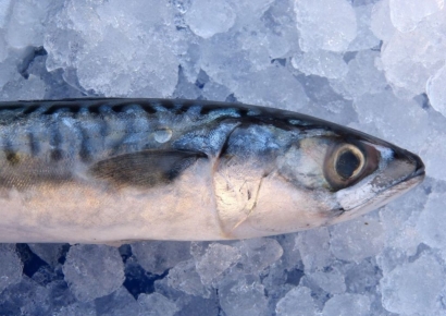  고등어·갈치·오징어 안잡혀?…가격 또 오르겠네 