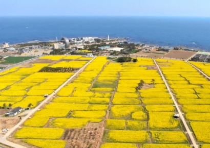 봄소식 전하는 노란 물결 활짝… 포항 호미반도 유채꽃 4월 5일 개장식