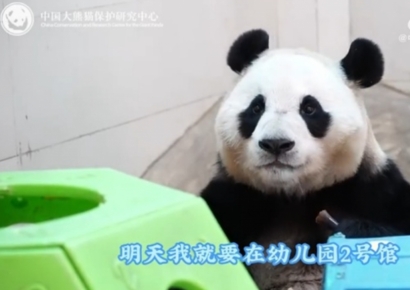 '경련' 일으키던 푸바오, 4개월 만에 공개…中 기지 "몸 건강해져"