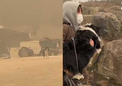 "목줄 풀고 미친 듯이 뛰어 내려왔다"…산불 속 남겨진 반려견들