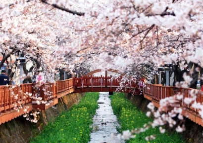 화마 앞에서 벚꽃 축제는 아냐…지자체들 취소하거나 연기하거나