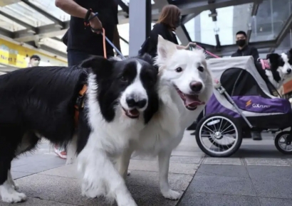 개·고양이 데리고 경전철 탄다…5월부터 시행하는 이곳
