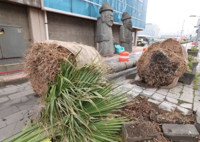 '남국의 정취' 야자수…제주서 사라진다는데 
