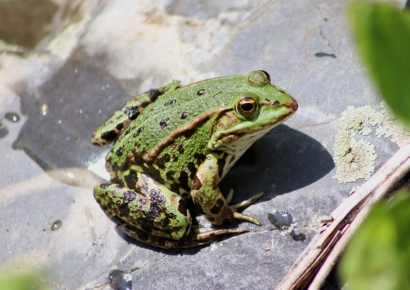 "꿈에 나올까 겁나요"…초·중·고 '개구리 해부' 금지한다
