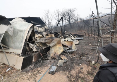 애지중지하던 소·돼지 죽고 사과밭도 다 타버렸다…경북북부, 산불로 농업기반 붕괴