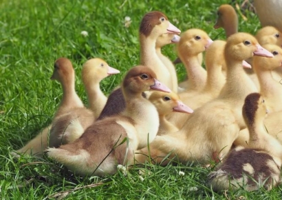 "냄새·질감·맛까지 진짜 비슷하다"…실험실 푸아그라 탄생