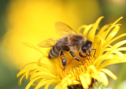 "꿀벌 수억마리 떼죽음" 초비상…미국 식량안보 흔들릴 판