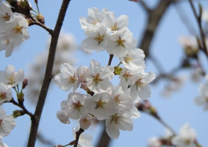 경기지역 벚꽃 개화 4월2~3일…1주일 뒤 만개