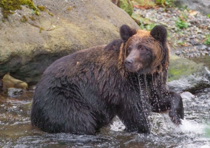 동물단체 반발 속 "곰 350마리 없애겠다"…이유를 들어보니