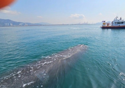 "엄청난 크기"…전남 바다에 길이 15m 향유고래 나타나 '사상 초유' 