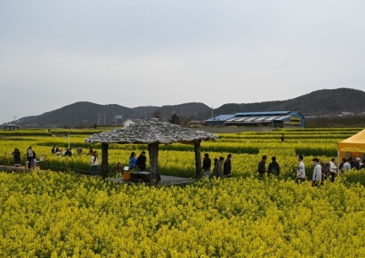 포항 호미반도 유채꽃밭, 노란 물결 장관 속… 주말 관광객 발길 이어져
