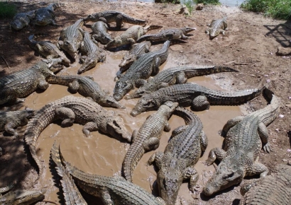 中 법원, 살아있는 악어 100t 경매…"직접 가져가야"