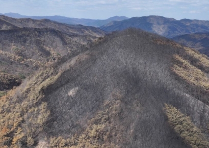 [르포]산불 진화요원의 한숨 "80년 된 나무가 죽었네요…헬기만 있었어도"