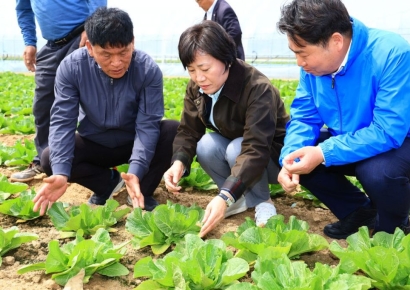 농식품부 "배추 저장량 19% 늘어…배춧값 점차 안정될 것"