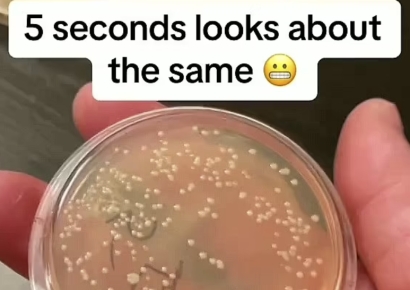 "5초 법칙 믿었는데"…바닥에 떨어진 음식, 1초 만에 세균 '득실'