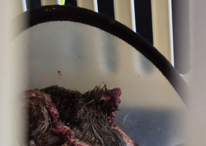 [르포]발 모두 타버린 영돌이는 미동도 없었다…보상도, 갈 곳도 없는 동물들