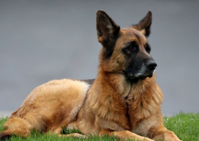 美실종 2세 아이, 맹수 출몰지역서 생존…반려견이 11㎞ 지켜