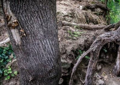 "나무뿌리 내 거야" 도로 경계선 조정까지…수년째 소유권 분쟁, 이유가