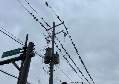 "총각, 거기 있으면 안돼" 도심 점령한 수백마리 비둘기떼 '골머리'