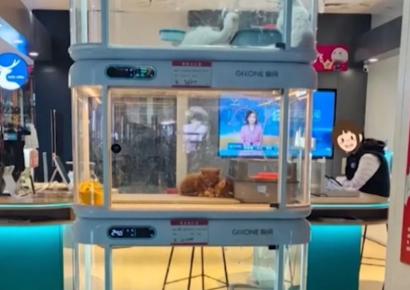 "고양이, 음료수처럼 뽑으라고?"…中 자판기서 뭘 파나 봤더니