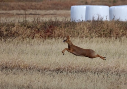 "외교 선물로 한 마리씩 주자"…한국에선 민폐동물, 세계에선 귀하신 몸 '고라니'[뉴스설참]