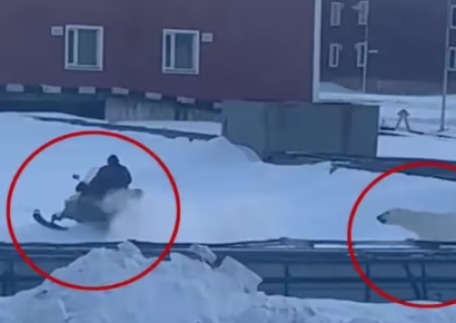 "무시무시한 순간이었다"…총 소리에 돌변한 북극곰