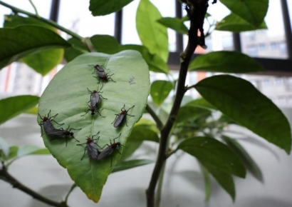 징그러운 '러브버그' 죽이지 말고 이렇게 하세요
