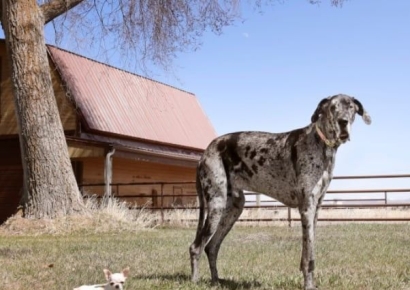 "서로 보이긴 할까"…세계에서 가장 큰 개와 작은 개의 만남